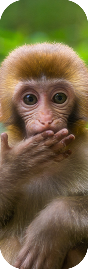 摄图网_500416197_张家界可爱的猴子（非企业商用）